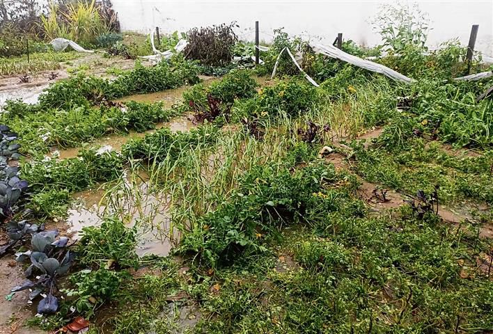 Hailstorm pours misery on farmers