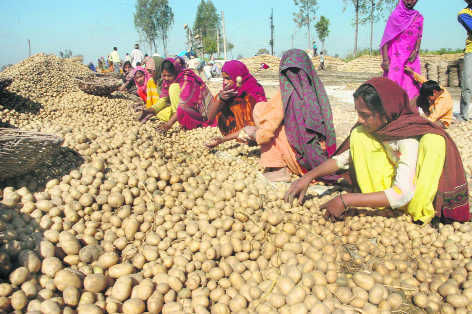 Agricultural chores dampen morcha spirit of some farmers
