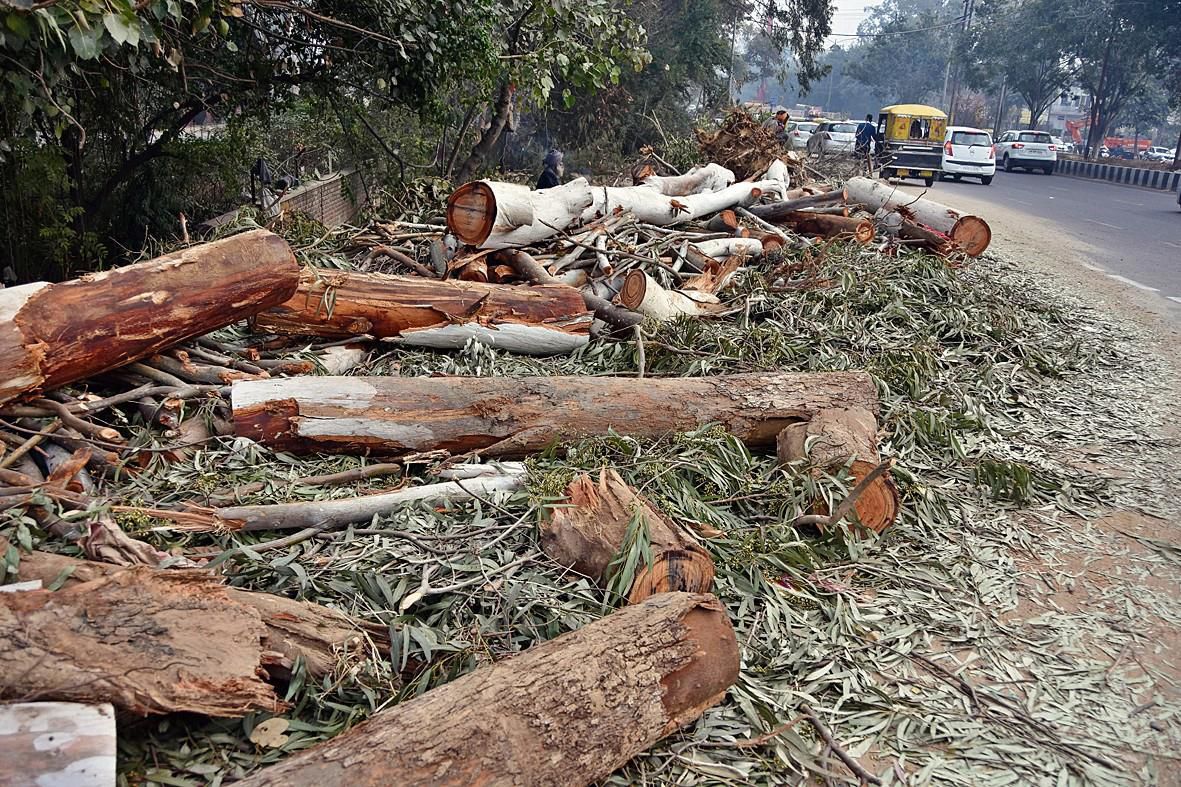 PAC members move NGT against illegal axing of trees