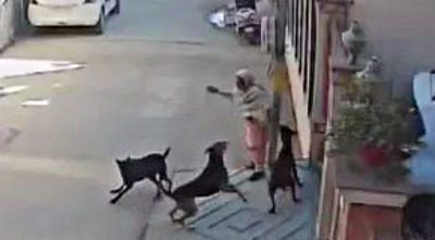 Jalandhar woman attacked by stray dogs; CCTV footage goes viral