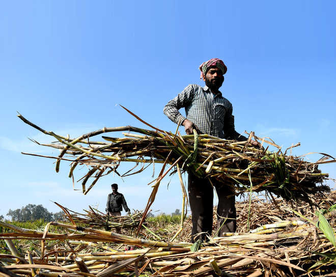 Explainer: Centre’s ‘historic’ hike in sugarcane FRP and its politics and economics
