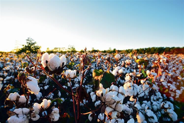 Cotton: Restore the glitter of ‘white gold’ with proactive steps