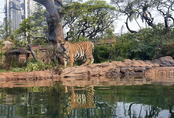 Tripura zoo gets tigers, leopards