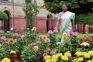 In full bloom, Amrit Udyan open to public from today