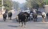 Movement of cattle in herds goes unchecked