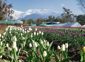 Flowery delight: Tulip garden at Palampur a big draw