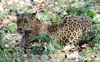 1 killed as leopard pounces on car