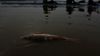 Fish found dead in Sukhna Lake