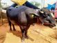 Amid protest, farmers to take part in Mahendragarh livestock event