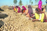 Agricultural chores dampen morcha spirit of some farmers