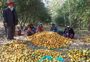 Punjab Agro starts kinnow procurement in Abohar