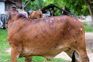 25 lakh bovines to be inoculated, says Gurmeet Singh Khudian