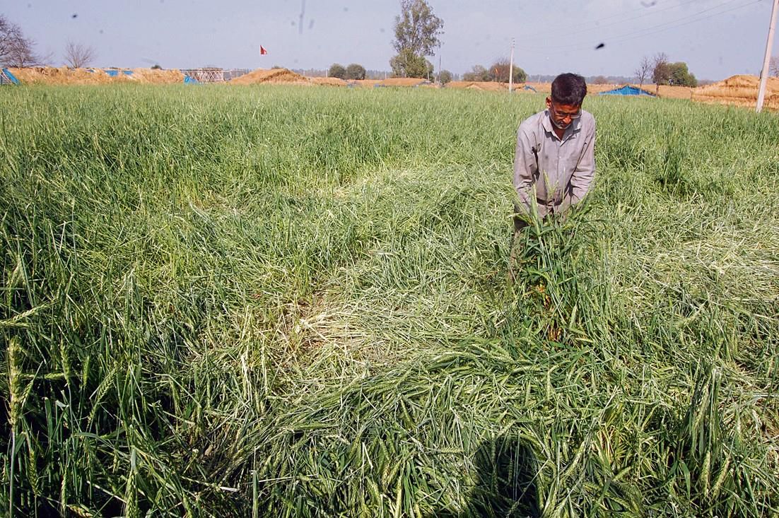 Rain, hail damaged crops on 75,000 acres in Rohtak: Dept