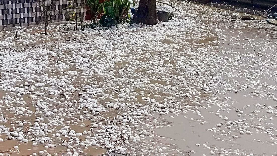 Wheat, fodder, vegetable crops damaged in hailstorm in Bathinda
