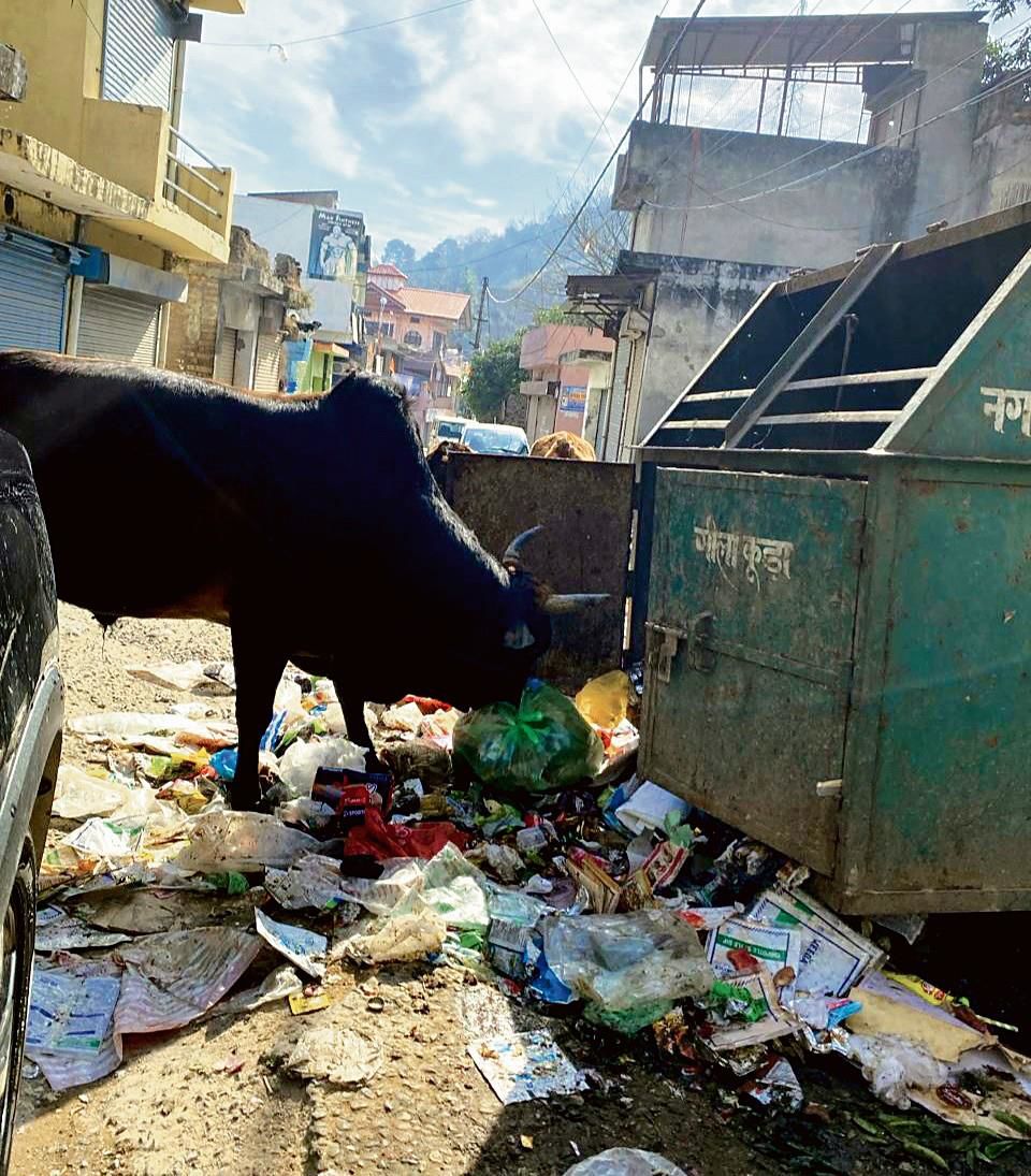 Overflowing bin turns strays’ favourite haunt