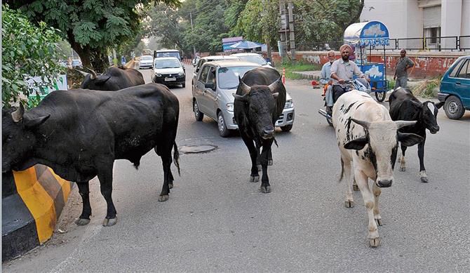 50% head of cattle vaccinated against skin disease: Gurmeet Singh Khudian