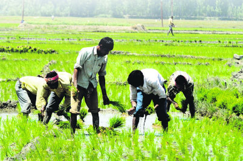 Haryana: farmers in limbo, limitation of crop loss portal hinders claims