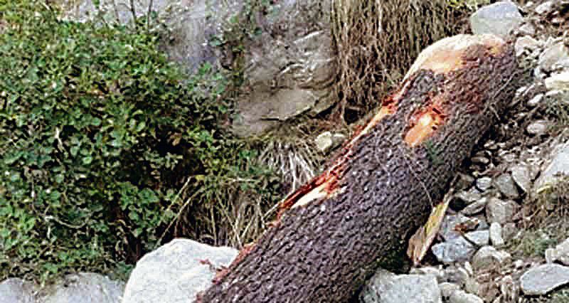 2 deodar trees axed, culprits being traced