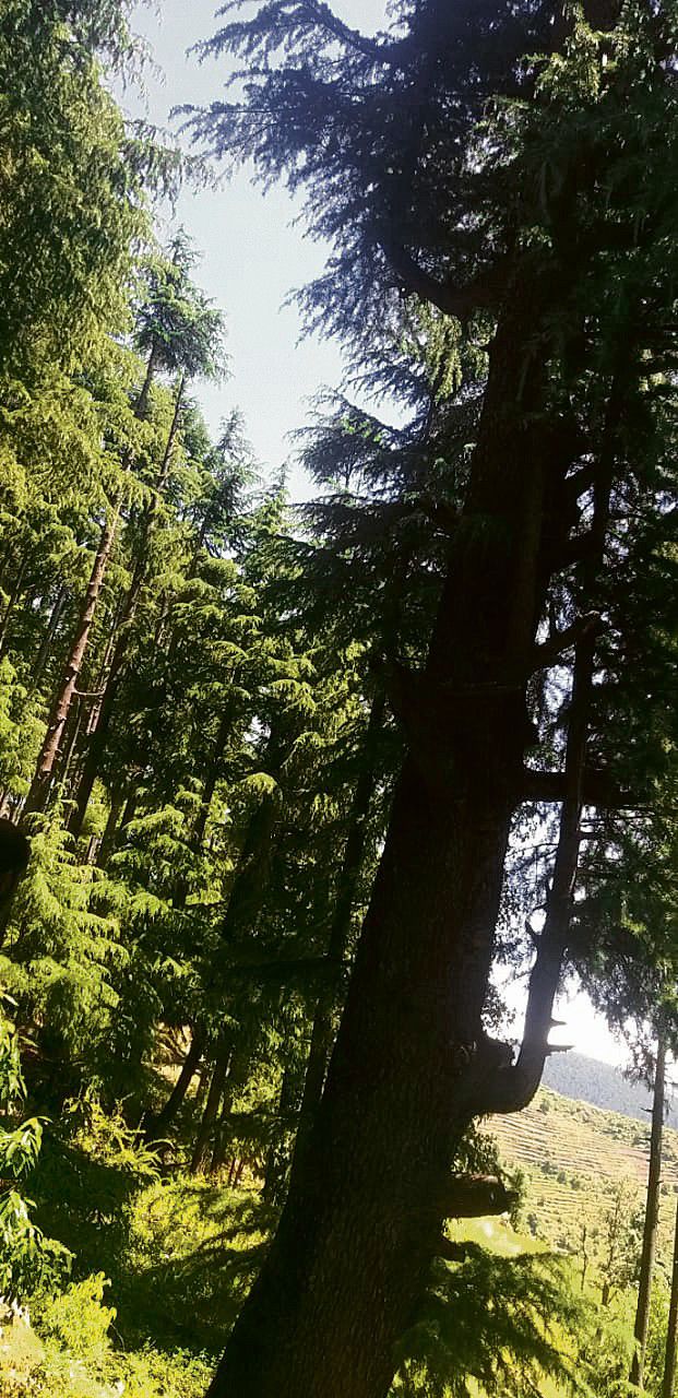 Chamba Forest Department recovers six logs of illegally felled deodar trees