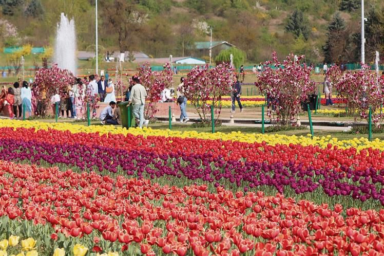 Kashmir's Tulip Garden to feature 5 new varieties, 1.7 mn flowers set to bloom this season