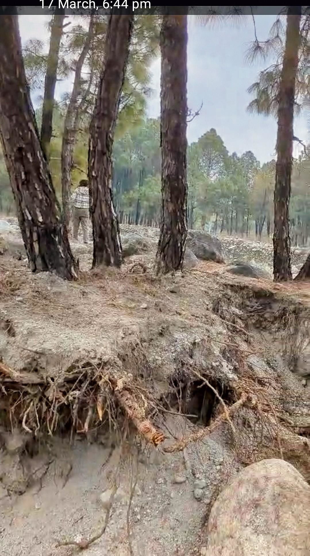 Pine trees damaged by illegal mining on Neugal river bank