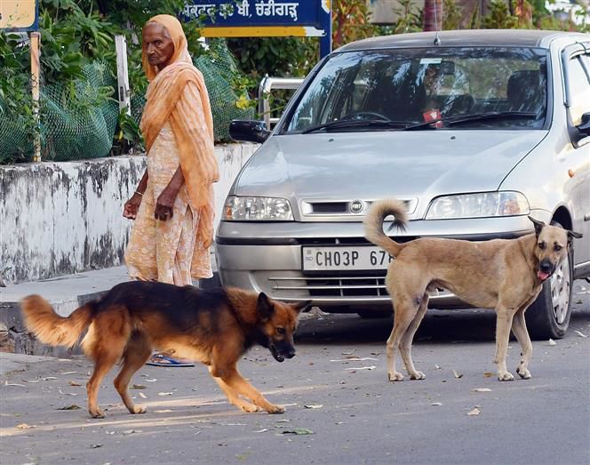 Stray canine menace: Chandigarh civic body earmarks Rs 20L for dog bite compensation