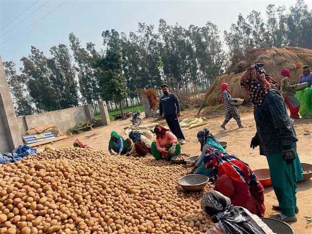 Hike in potato prices brings cheer to farmers
