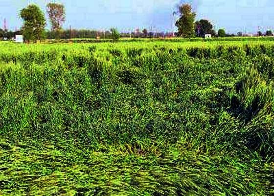 Farm unions seek girdawari for crop loss as hailstorms lash many parts of Punjab