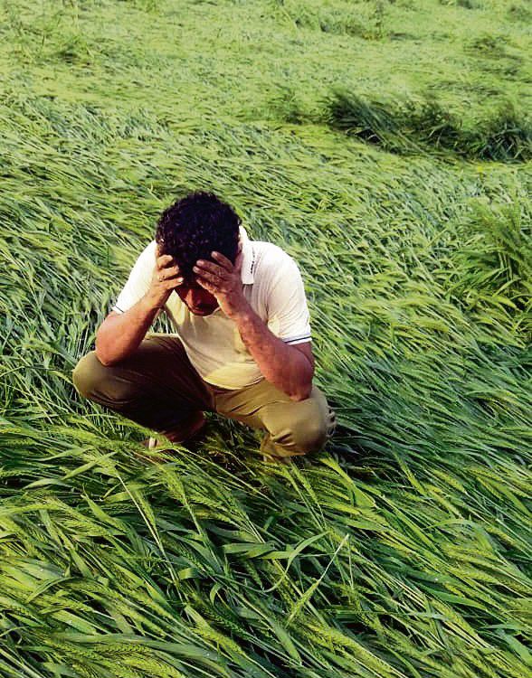 2K farmers apply for crop loss relief