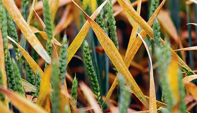 Yellow rust outbreak worries wheat farmers of Una district