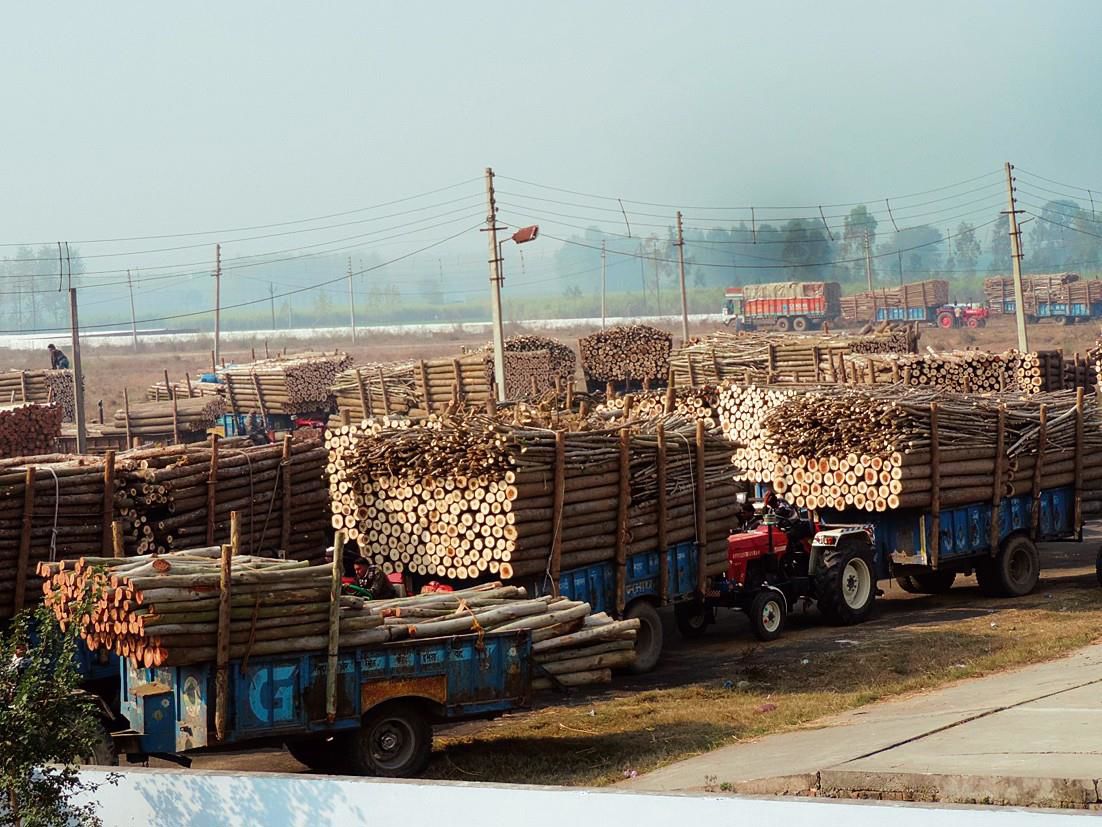 Decks cleared for Yamunanagar timber market project
