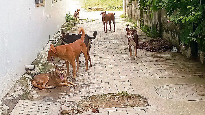 Stray dog menace on the rise in Yamunanagar, Jagadhri