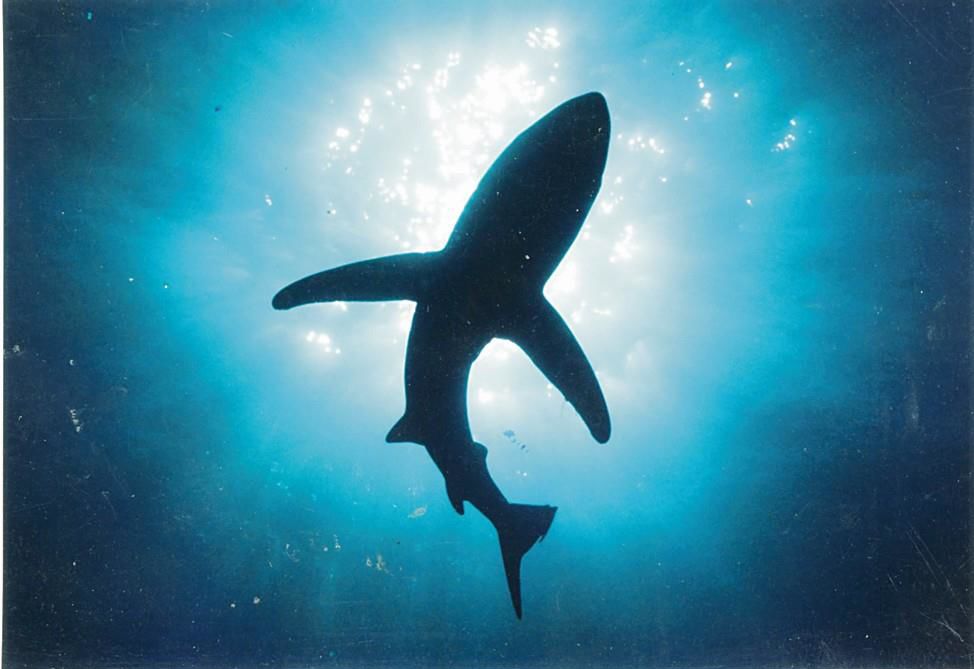 Wildlife bodies highlight rise in illegal shark trade