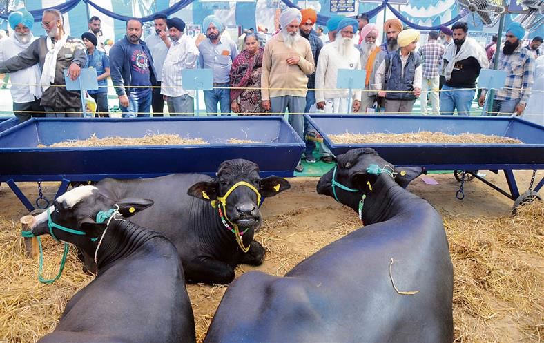 Pashu Palan Mela ends with message of homemade remedies for livestock diseases