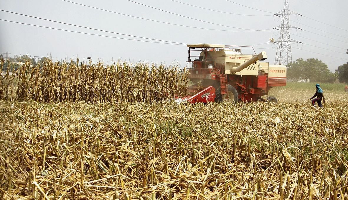 Jalandhar: Water-guzzling spring maize worries agriculture experts