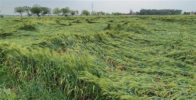 Wheat on 70,700 acres damaged in Ambala, Kurukshetra