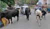 50% head of cattle vaccinated against skin disease: Khudian