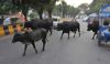 Despite promises, no end to stray cattle menace