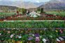 Asia’s largest Tulip Garden opens for public