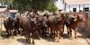 Infocus Agriculture Livestock Sector: Focus on Bhadawari buffalo for climate-resilient dairying