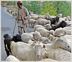 As Himalayas spring to life, shepherds start journey from Sirmaur to Kinnaur
