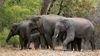 Sirmaur villages under elephant terror for decade
