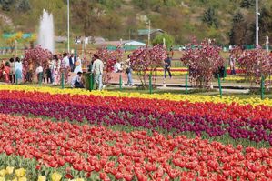 Tulip Garden to feature 5 new varieties, 1.7 mn flowers set to bloom this season