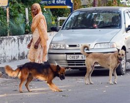 Stray canine menace: Chandigarh civic body earmarks ~20L for dog bite compensation