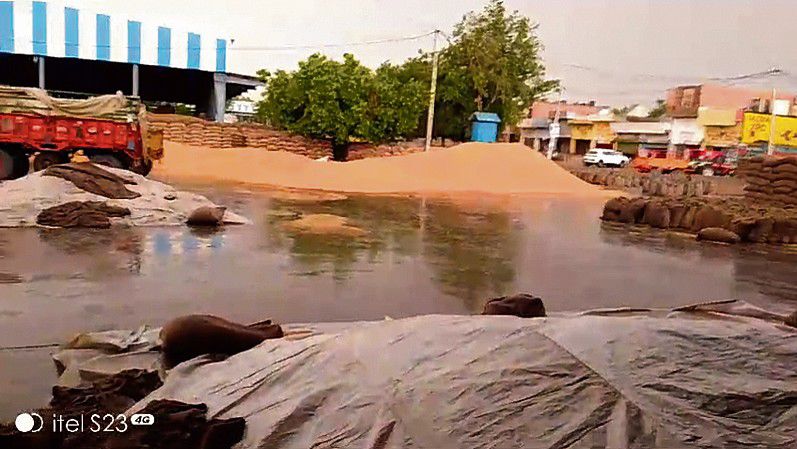 Rain damages produce at Rohtak mandis