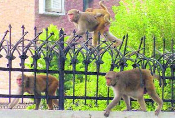 Tribune Impact: Submit report on monkey menace, Punjab rights panel tells Chandigarh