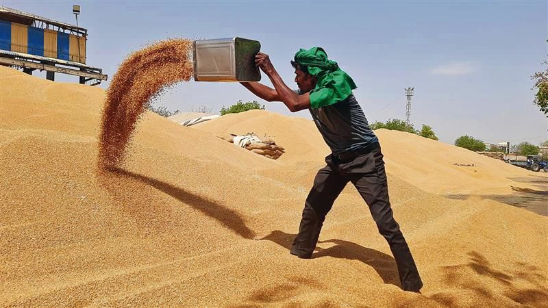 54% wheat yet to be lifted from mandis in Jhajjar