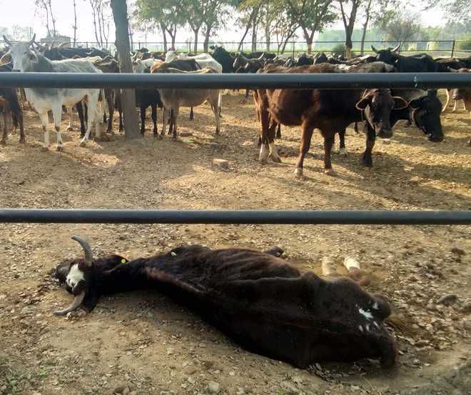 30 cattle die mysteriously at Jagjitpura village in Barnala
