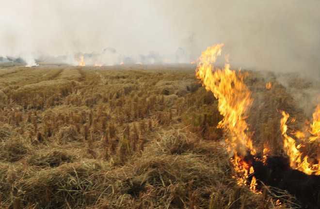Fire destroys wheat crop on three acres near Abohar-Sriganganagar border