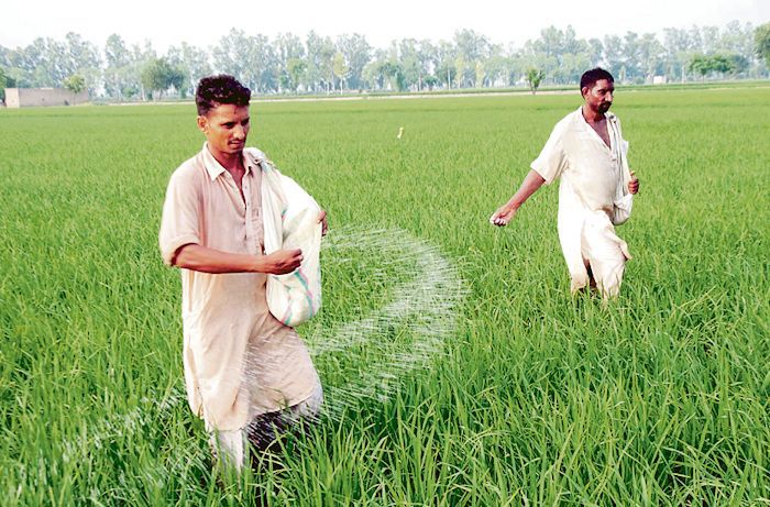Will stop importing urea by 2025 as domestic production up: Govt